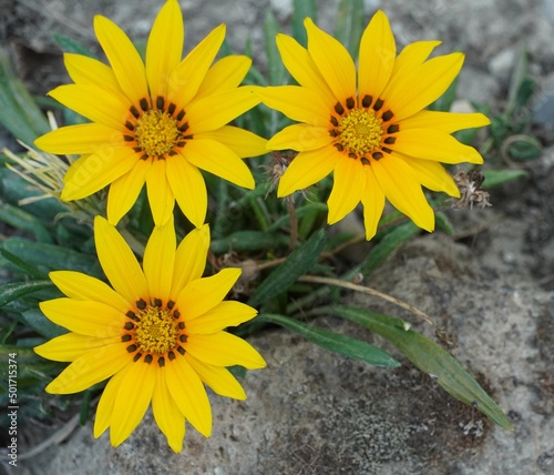 Beautiful yellow flowers.  Natural spring and summer flora background with space for text.