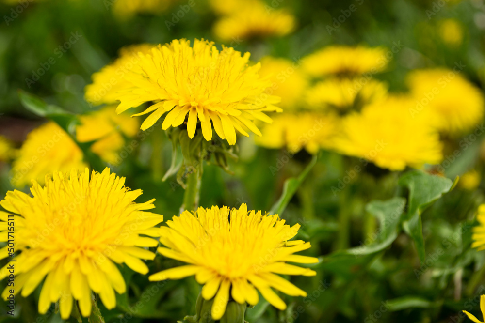 yellow dandelion flower yellow dandelion flower
