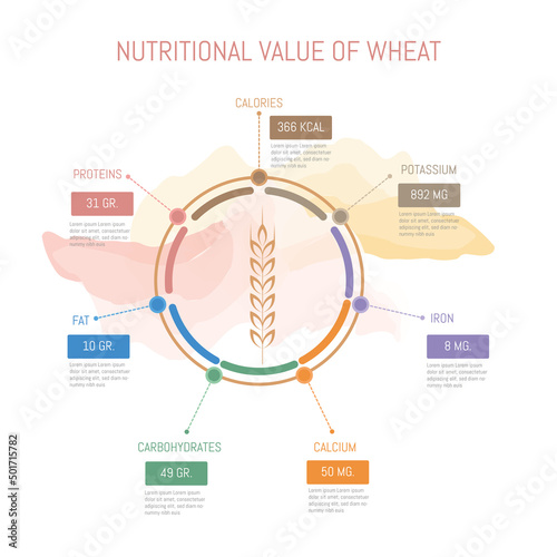 Nutritional value of wheat. Illustration of wheat components.
