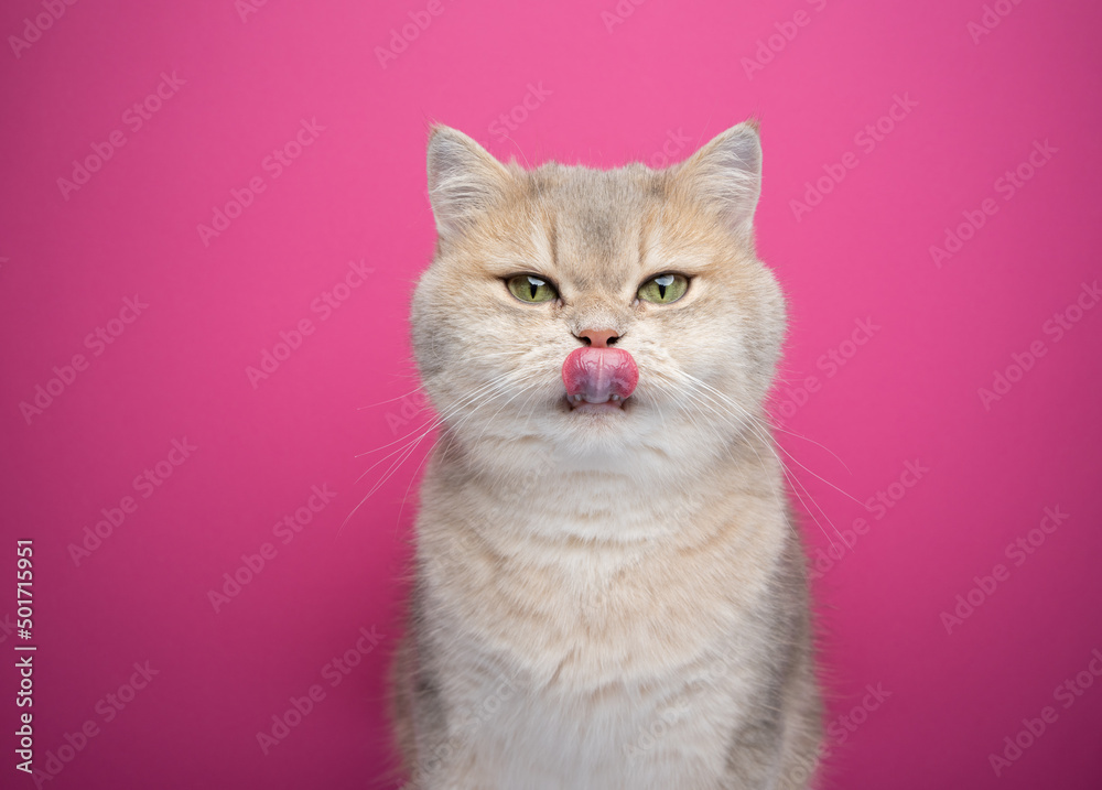 hungry cat licking lips portrait on pink background
