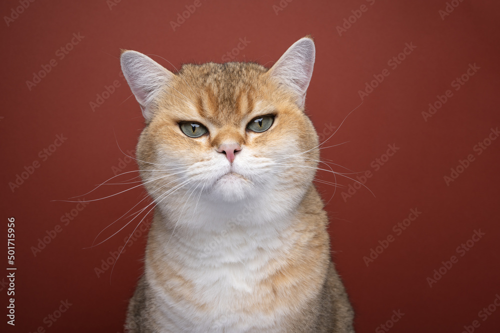 fluffy golden shaded british shorthair cat portrait