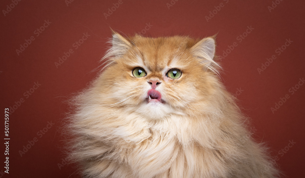 hungry fluffy golden shell british longhair kitty licking lips