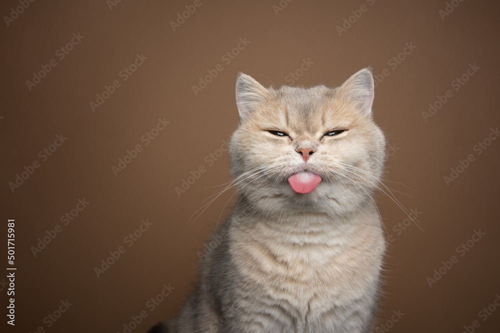 naughty cat sticking out tongue on brown background with copy space - obrazy, fototapety, plakaty 