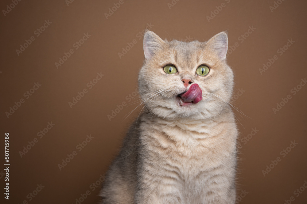 hungry british shorthair cat licking lips portrait with copy space