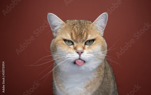 naughty cat sticking out tongue making funny face looking angry © FurryFritz