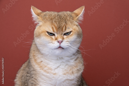 angry british shorthair cat looking displeased folding back ears