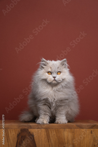 fluffy british longhair cat portrait with copy space