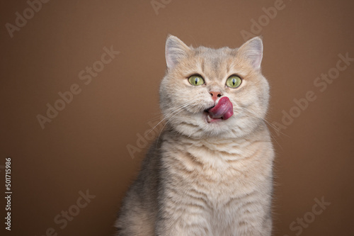 hungry british shorthair cat licking lips portrait with copy space © FurryFritz