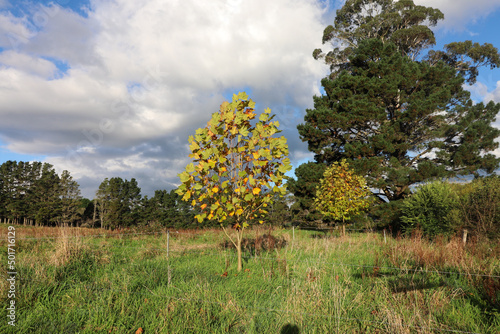 Autumn scene, country landscape photography