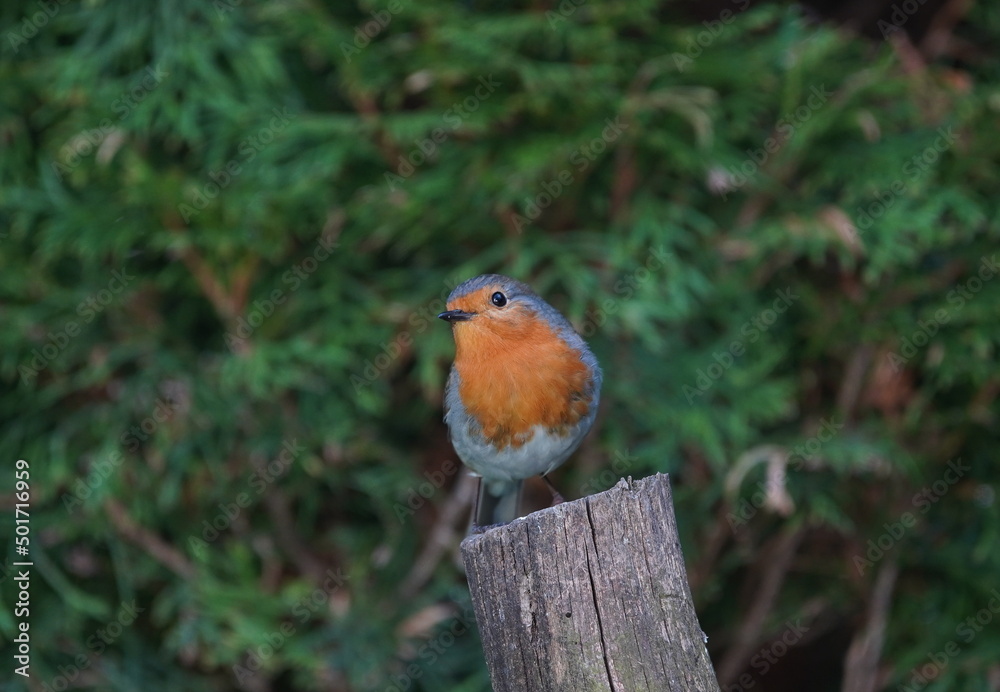 Fototapeta premium robin on branch,rotkehlchen auf ast