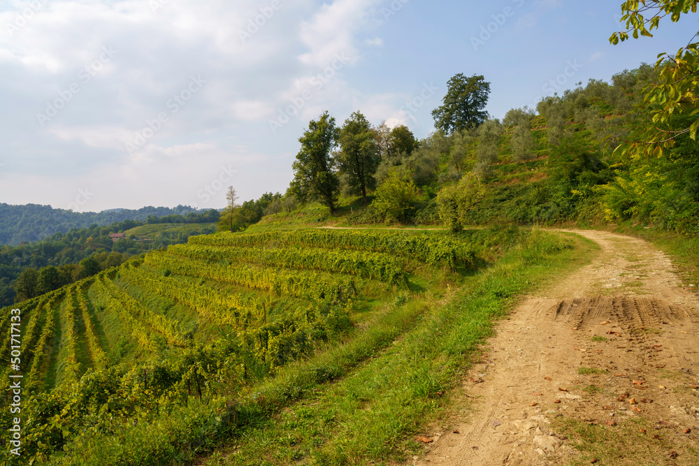 Vineyards in the park of Curone, Lecco province, Italy