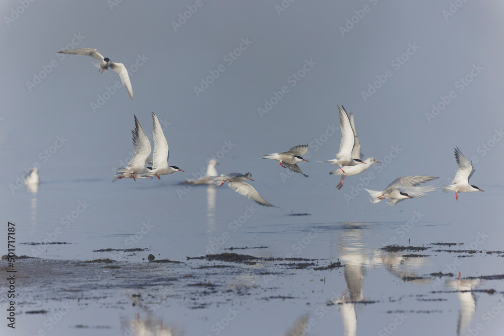 Common Tern Sterna hirundo in a typical coastal habitat