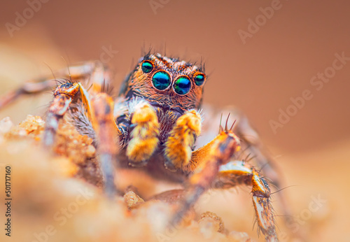 Spider portrait, jumping spider portrait - Aurelius v-insignitus © lukjonis