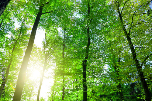 Sunlight in summer forest with green trees and sky.