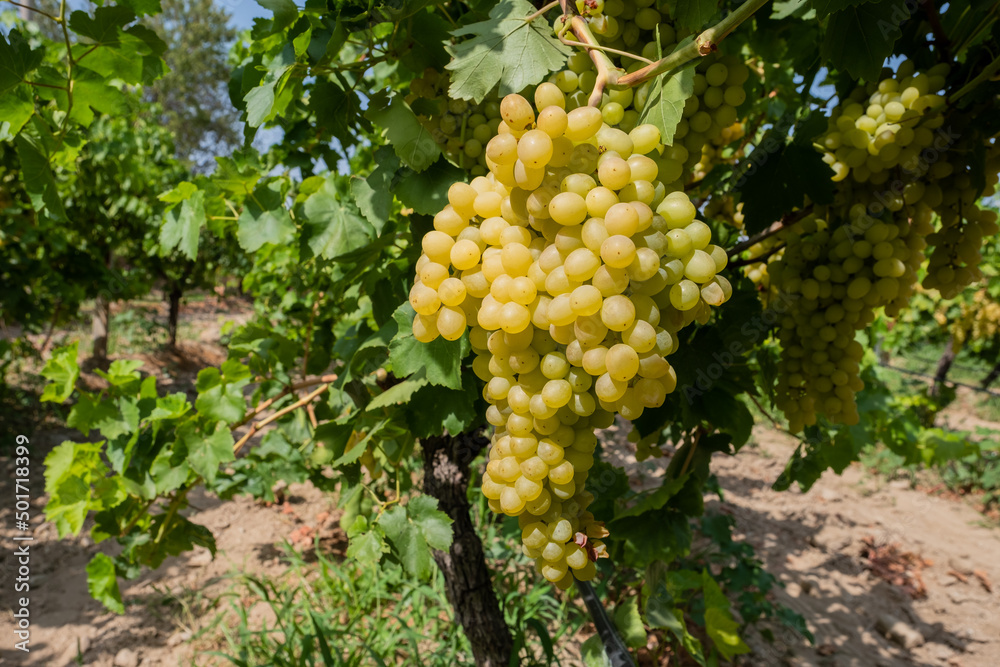Vineyard with fresh grapes. Vineyard with fresh grapes.