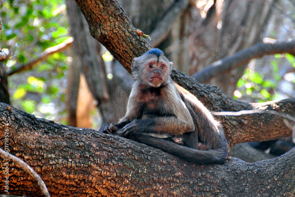 Capuchin Monkey Cebus olivaceus in South Africa photography by Andy Evans Photos Stock Photo