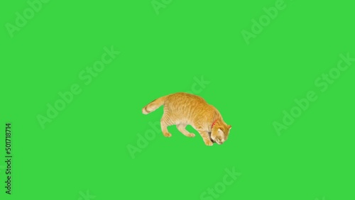 The orange ginger cat prowling and searching for something on a Green Screen, Chroma Key. photo