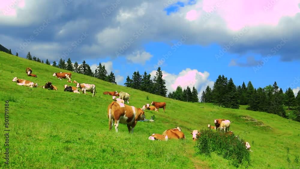 Cows grazing grass on high mountains pasture. Cows grazing grass on high mountains pasture.