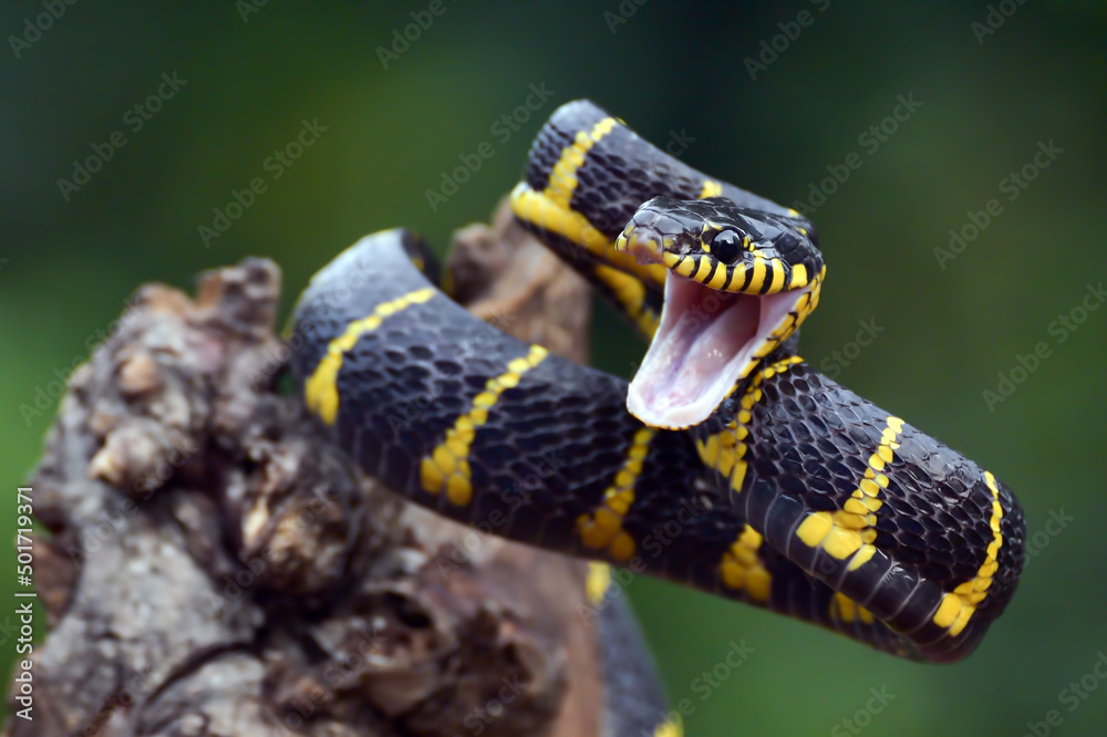 The gold-ringed cat snake in attacking position
The gold-ringed cat snake in attacking position