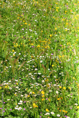 Wildflowers in the meadow. Beautiful spring day. Selective focus.