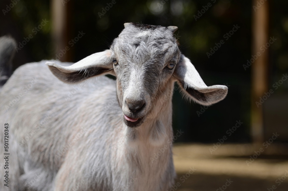 Muzzle of a gray goat. The goat looks into the lens. Muzzle of a gray goat. The goat looks into the lens.