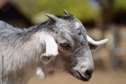 Gray goat  muzzle close-up.