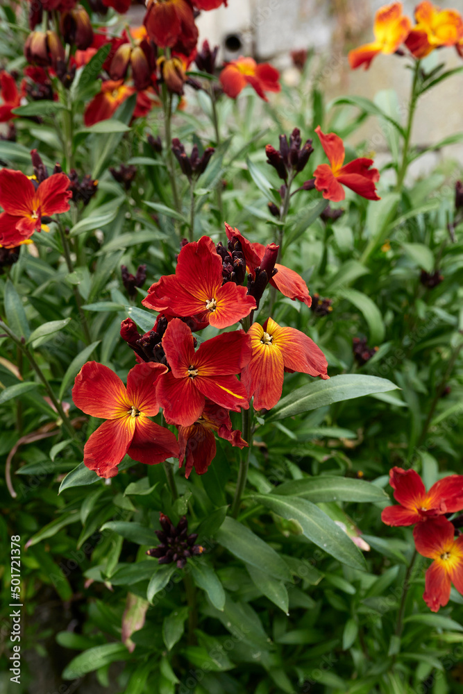 Erysimum cheiri 