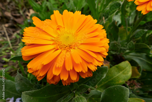 Calendula officinalis