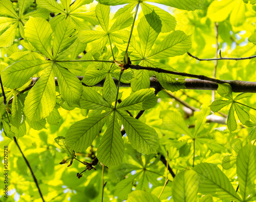 green leaves in sunlight