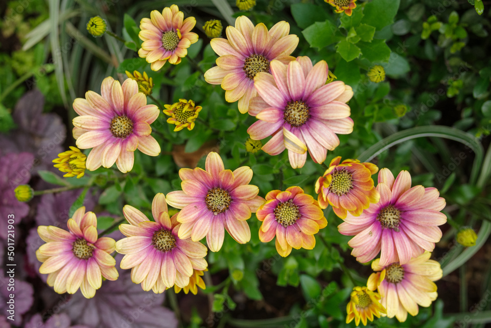 Fototapeta premium 鮮やかに花が咲き乱れる