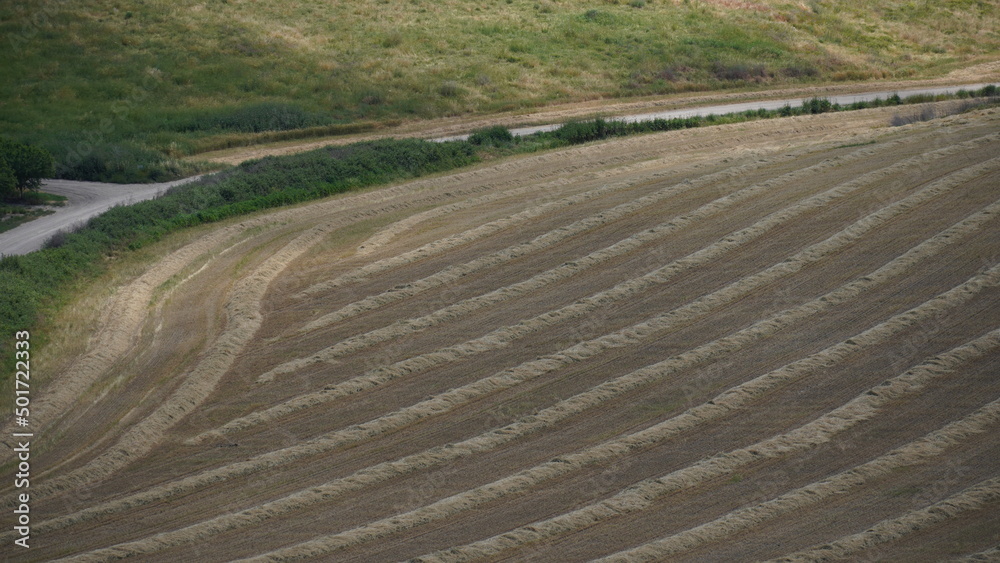 Fototapeta premium Agricultural field of harvested rye with rows of straw. North Israel