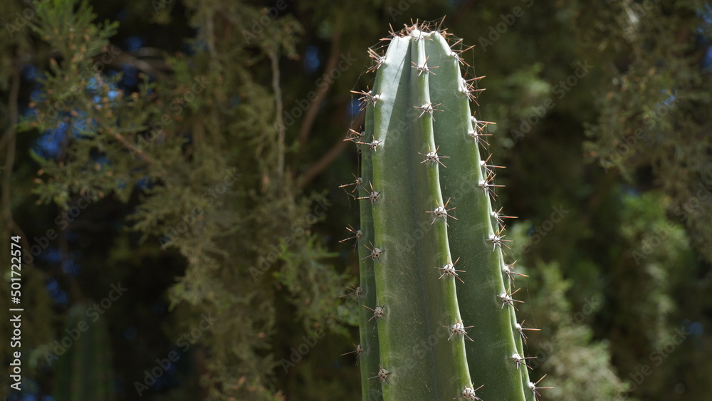 Large and prickly cactus grew in a city park in the north of Israel