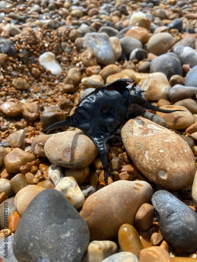 empty egg case of the Spotted Ray washed ashore after the slow developing embryo has hatched. These are often called Mermaid's Purse and found on beach empty egg case of the Spotted Ray washed ashore after the slow developing embryo has hatched. These are often called Mermaid's Purse and found on beach