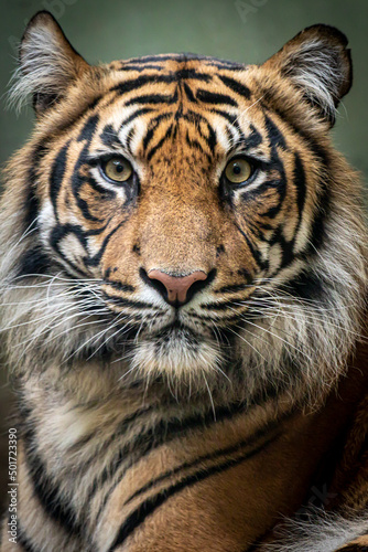 closeup portrait of a wild striped tiger looking forward with open eyes