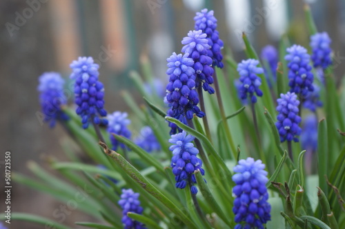 Blue lavender