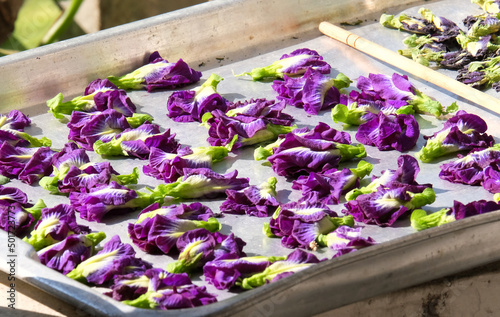 Butterfly pea dried flowers. Anchan is dried in the sun to make tea. Flower in morning sunlight.