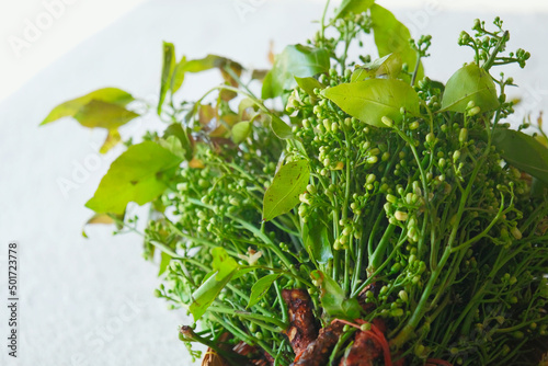 Closeup Siamese neem tree, Nim, Margosa or Quinine. Green vegetable
