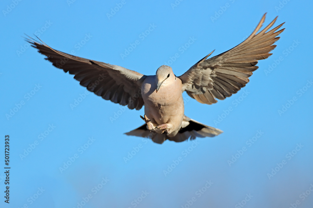 Fototapeta premium A Cape turtle dove (Streptopelia capicola) in flight with open wings, South Africa