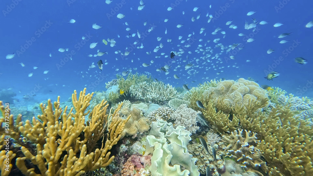 Huge shoals of silver blue damsel tropical fish swimming in blue ocean with stunning coral reef ecosystem in coral triangle, Timor Leste, South East Asia Huge shoals of silver blue damsel tropical fish swimming in blue ocean with stunning coral reef ecosystem in coral triangle, Timor Leste, South East Asia