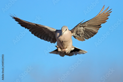 A Cape turtle dove (Streptopelia capicola) in flight with open wings, South Africa © EcoView