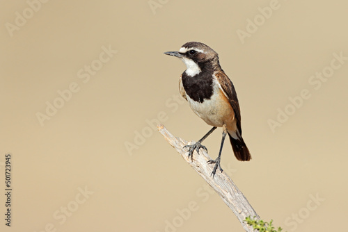 A capped wheatear (Oenanthe pileata) perched on a branch, South Africa
