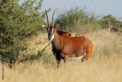 A sable antelope (Hippotragus niger) in natural habitat, South Africa photo