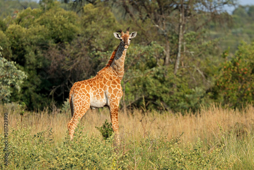 A young giraffe  Giraffa camelopardalis  in natural habitat  South Africa