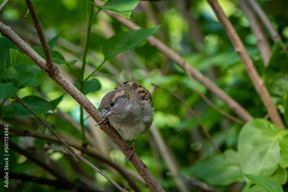 a small house sparrow sitting in the bushes a small house sparrow sitting in the bushes