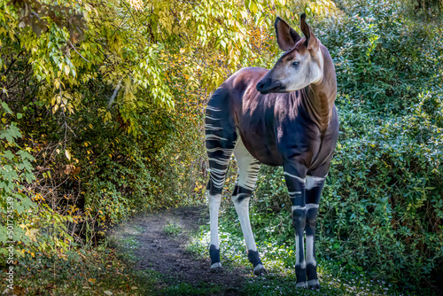 an opkapi standing on a path in the forest photo
