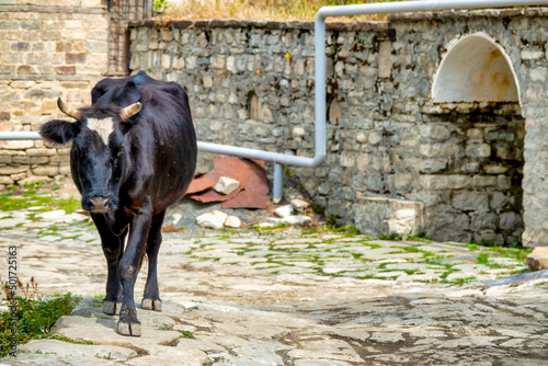Cow photo