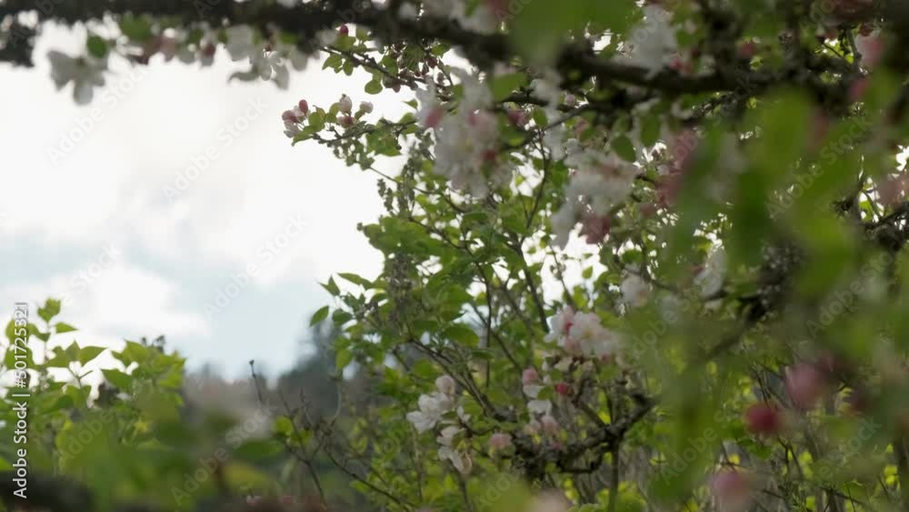 Spring blooming white crab apple tree in orchard shot in slow motion in Vosges France