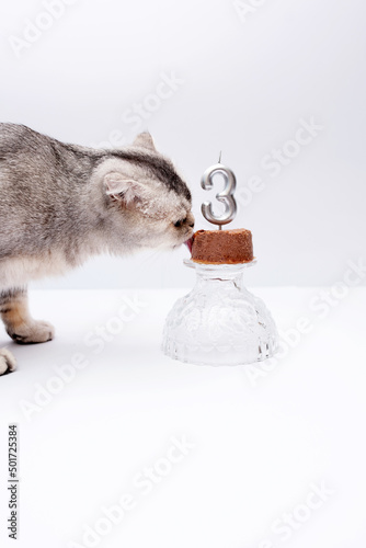 Gray domestic scottish fold cat celebrates birthday and eats food in the room on a white background