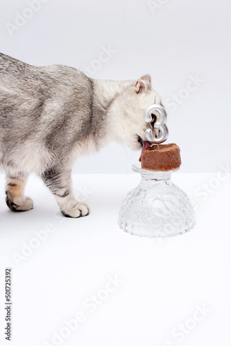 Gray Scottish Fold cat licks food.  to the birthday