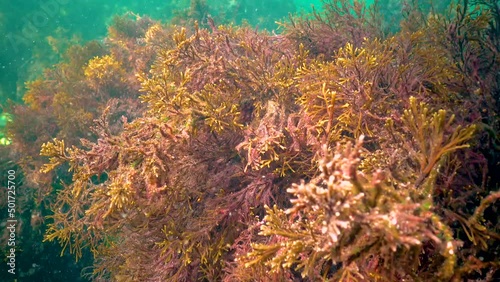 Thickets sea algae Cystoseira barbata in the coastal zone of the sea photo